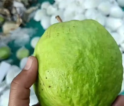 एकड़ अमरूद के बागान से यह किसान कमा रहा है